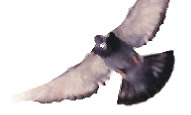 Racing pigeon